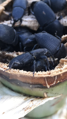 Scyphophorus yuccae