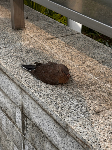 Spotted Dove