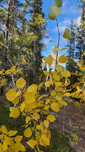 quaking aspen