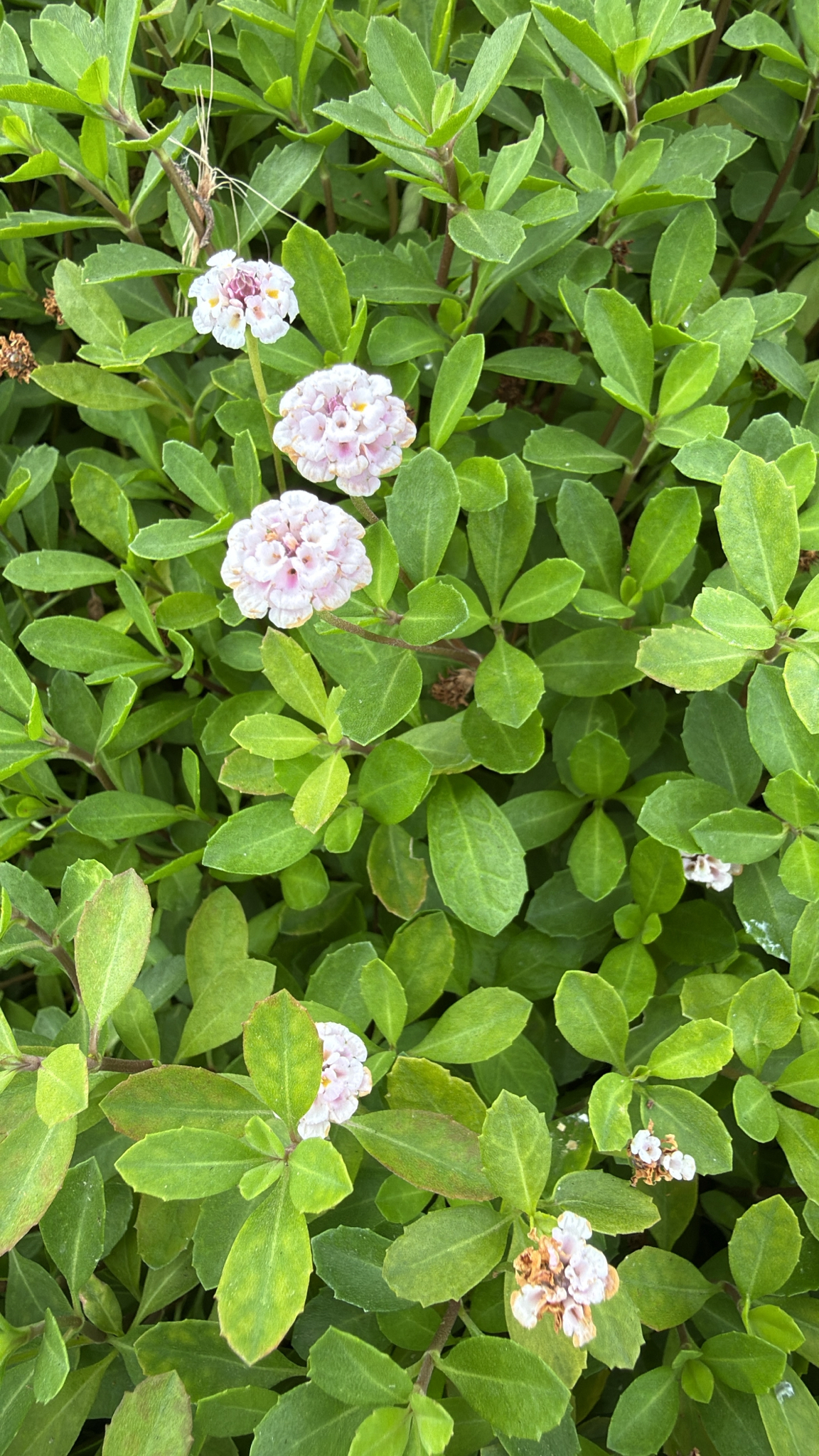 Yerba del mosquito