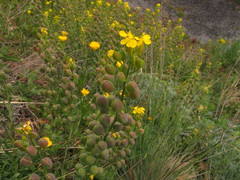Alyssoides utriculata