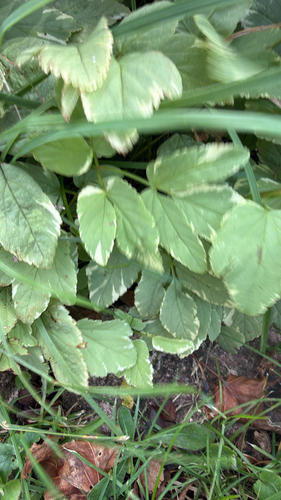 Goutweed