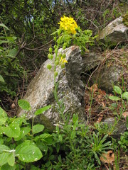 Alyssoides utriculata