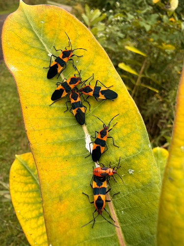 Large Milkweed Bug
