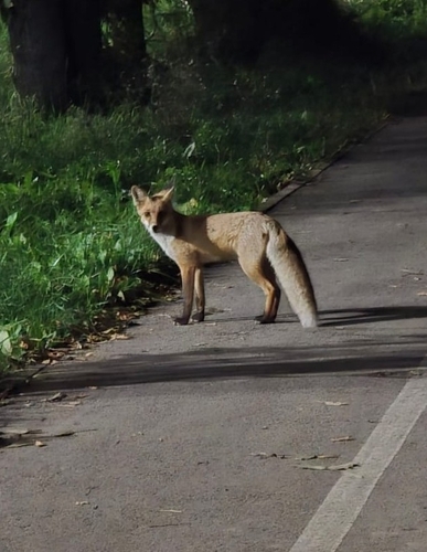 Red Fox