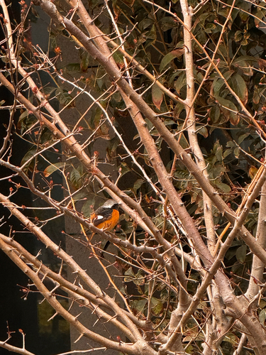 Daurian Redstart