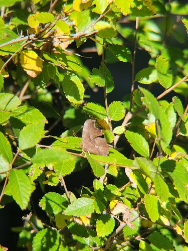 Satyr Comma