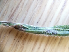 Aspilapteryx tringipennella