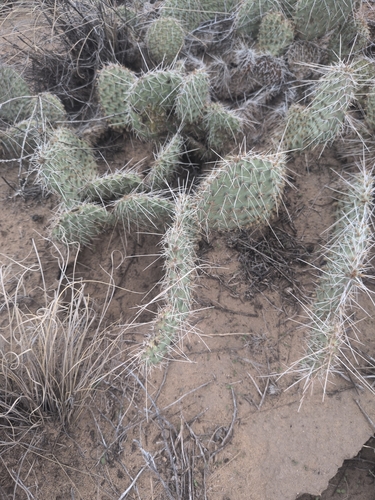 Plains Pricklypear