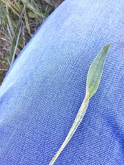 Aspilapteryx tringipennella