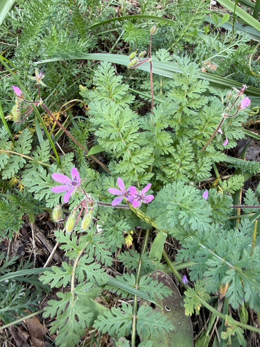 Redstem Stork's-bill