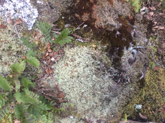 Cladonia amaurocraea