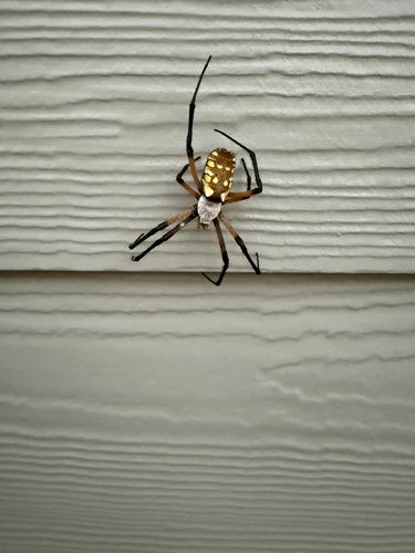 Yellow Garden Spider