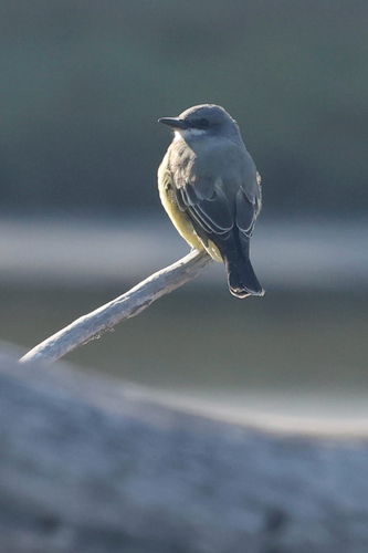 iNaturalist observation photo of Cassin's Kingbird