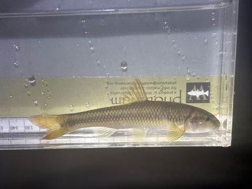 River Chub