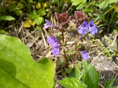 Glechoma hederacea