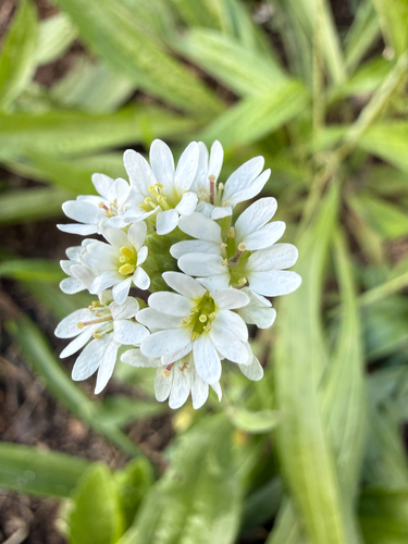 hoary alyssum