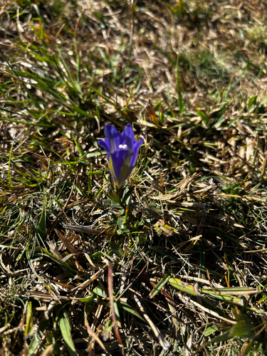 marsh gentian