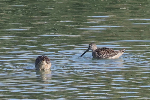 iNaturalist observation photo of Long-billed Dowitcher