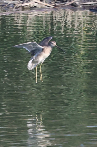 iNaturalist observation photo of Long-billed Dowitcher