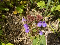 Glechoma hederacea