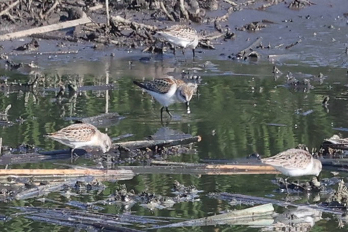 iNaturalist observation photo of Western Sandpiper
