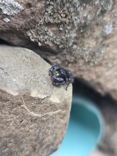 Bold Jumping Spider