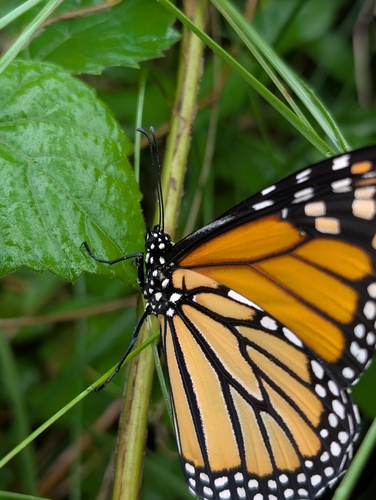 Monarch