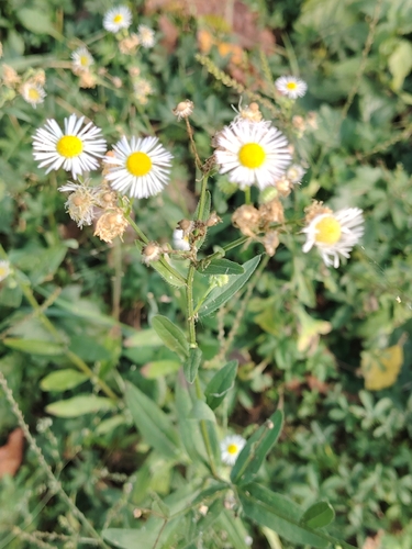 annual fleabane