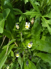 Viola arvensis