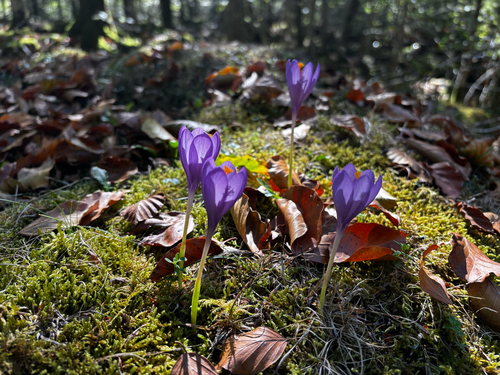 Autumn Crocus