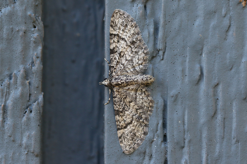 Eupithecia ornata