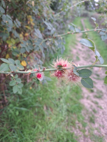 Mossy Rose Gall Wasp