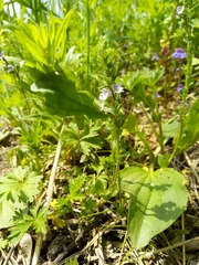Veronica serpyllifolia