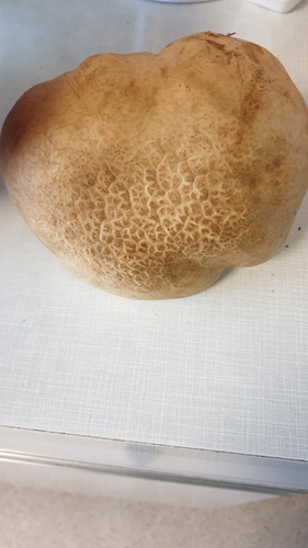 Rooting Bolete