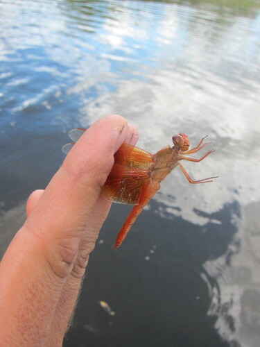 Flame Skimmer