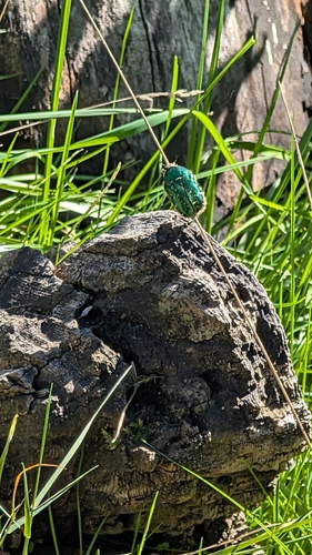 European Rose Chafer
