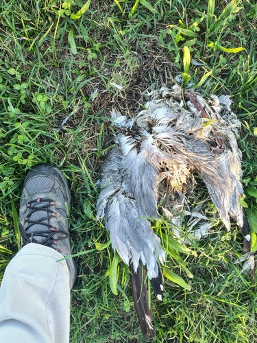 Yellow-legged Gull