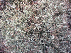 Cladonia amaurocraea