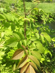 Aruncus