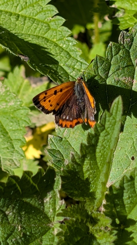 Small Copper