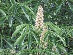 Aesculus turbinata
