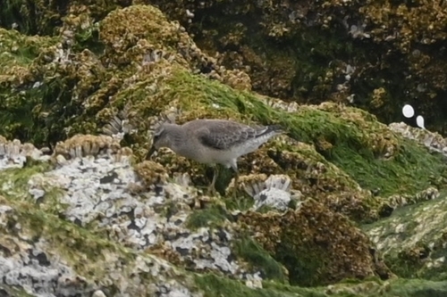 Red Knot