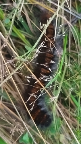 Fox Moth