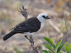 White-Headed Buffalo-Weaver photo 4