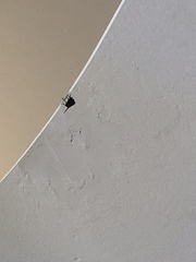 Diptera