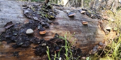 Fomitopsis pinicola