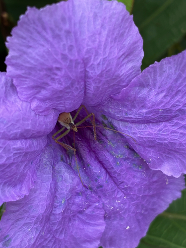 Leafhopper Assassin Bug