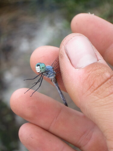 Blue Dasher