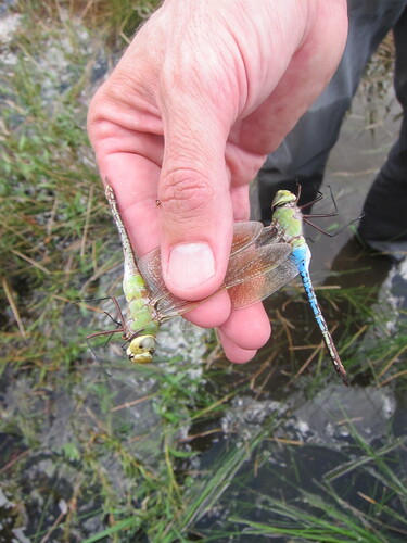 Common Green Darner